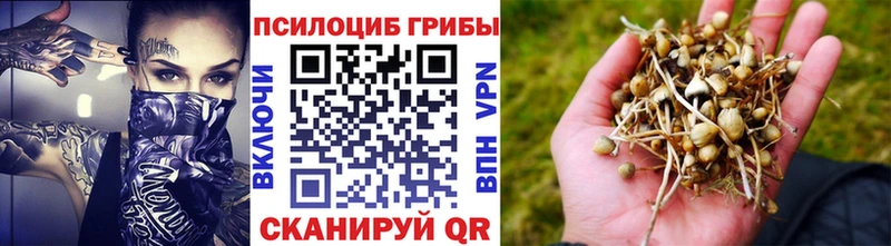 где найти   Кисловодск  Псилоцибиновые грибы Psilocybe 